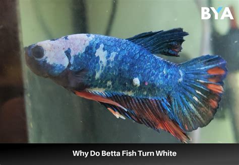 why does my betta fish have white spots - 17 Betta Fish Diseases With Pictures (And How To Cure Them)